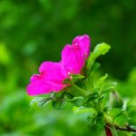 rosa canina