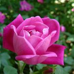 rosa