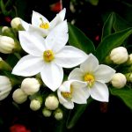 fiori-darancio