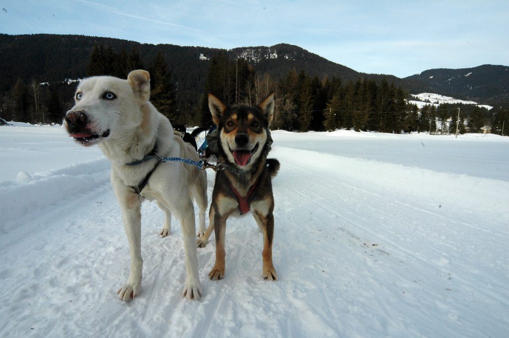 sleddog