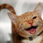 Gatto-4