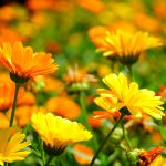 calendula