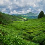 malesia