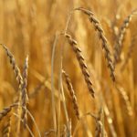 farro