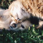 cane e gatto
