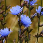 inulina di cicoria