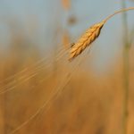 farro