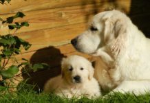 PRIMA DI EDUCARE IL CANE, VA ISTRUITO IL SUO PADRONE