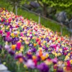 tulip