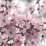 bonci pasqua