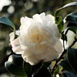 camelia