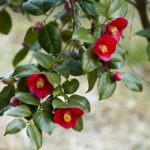 camelia-albero