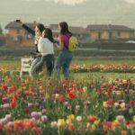 tulipania