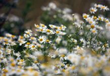 CAMOMILLA PER RILASSARE I MUSCOLI