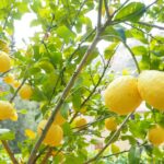 cedro