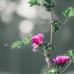 malva