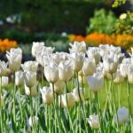 tulipano bianco