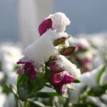 inverno