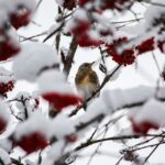 inverno