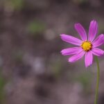 natura