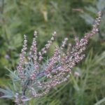 artemisia