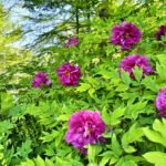 Giardini di Castel Trauttmansdorff 4