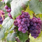 acini d’uva