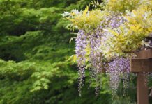 LA VERANDA DEI GLICINI A PORTO