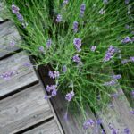 lavanda-in-giardino