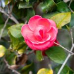 camelia
