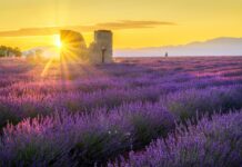 SVEGLIARSI PRIMA DELL’ALBA PER VEDERE LA LAVANDA CAMBIA COMPLETAMENTE IL VIAGGIO