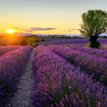lavanda campo