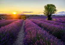 LA PRIMA VOLTA DAVANTI A UN CAMPO DI LAVANDA NON È MAI COME CE LA IMMAGINIAMO