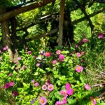 giardini di sissi vigneto 1