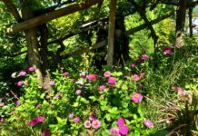 TRAUTTMANSDORFF IN TRE GIORNI / 2