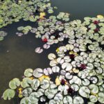 giardini sissi ninfee 2
