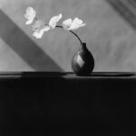 Orchids, 1982 © Robert Mapplethorpe Foundation