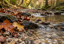 VENTO CONTRARIO E PASSI LEGGERI: VIAGGIO A PIEDI DOVE L’AUTUNNO NON FINISCE MAI